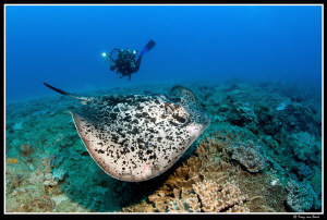 Marbled fantail ray... by Dray Van Beeck 
